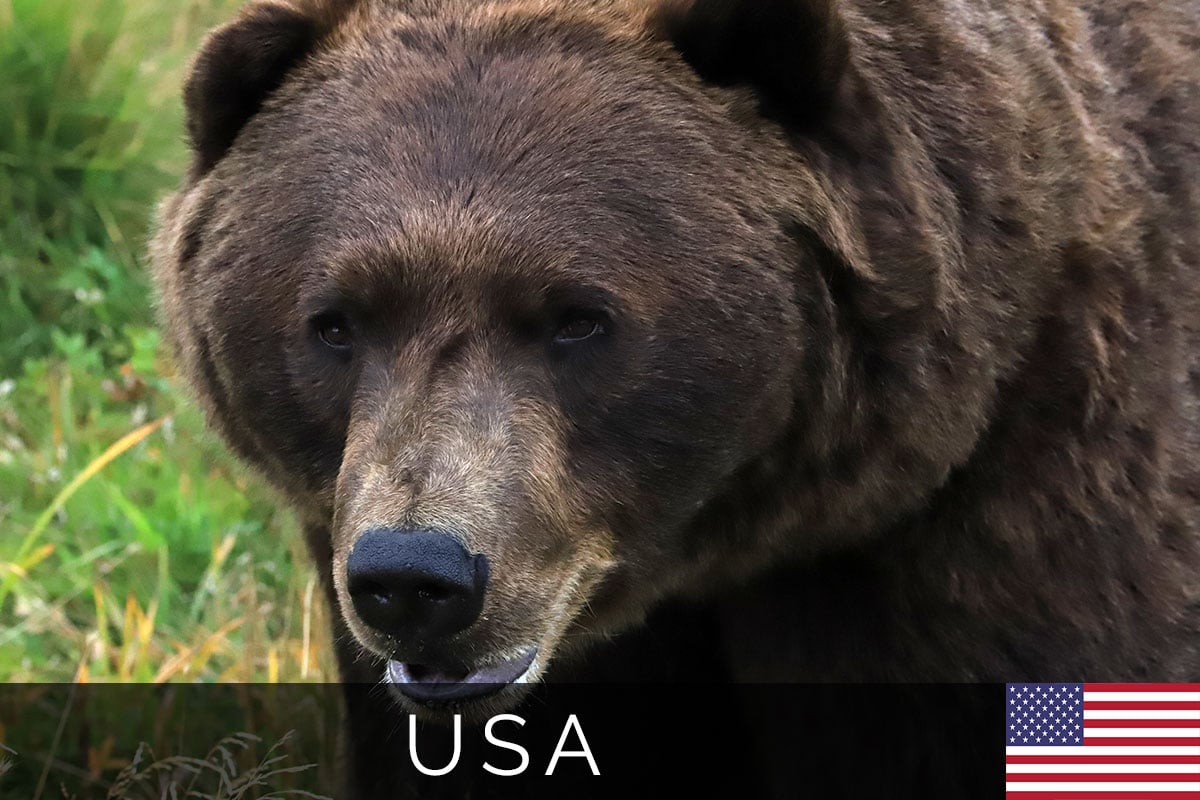 Titelbild, Alaska Wildlife Center, Anchorage, USA, Reisebericht, Princess Kreuzfahrt