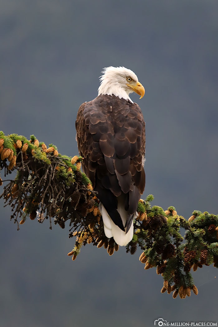 Weißkopfseeadler, Baum, Alaska, Skagway, USA, Kreuzfahrt, Wildlife, Reisebericht