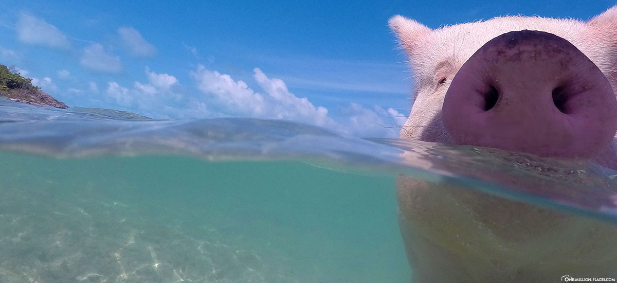 Bahamas Schwimmen mit Schweinchen