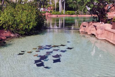 Eagle rays in a lagoon