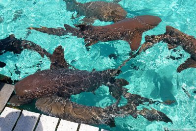 The nurse sharks of Compass Cay