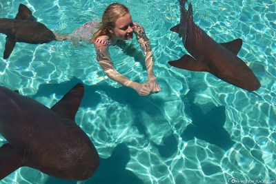 Swimming with the nurse sharks