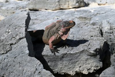 An iguana in the Bahamas