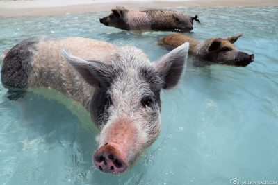 Die schwimmenden Schweine von Big Major Cay
