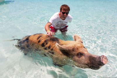The Floating Pigs of the Bahamas