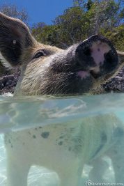 Die schwimmenden Schweine