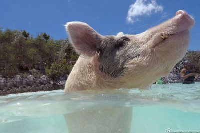 The Floating Pigs of the Bahamas