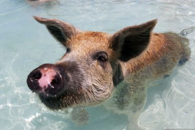 Die schwimmenden Schweine der Bahamas