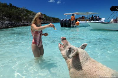Die schwimmenden Schweine der Bahamas