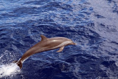 Ein Delfin in Dominica