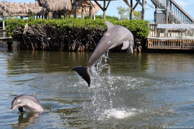 Ein springender Delfin