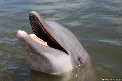 Delfin im Dolphin Research Center
