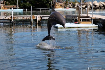 Ein springender Delfin
