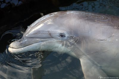 Delfin im Dolphin Research Center