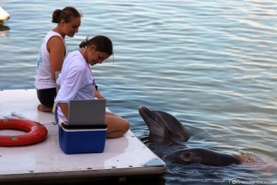 Die Tiertrainer im Dolphin Research Center