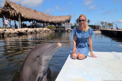 Interaction with a dolphin at Dolphin Research Center