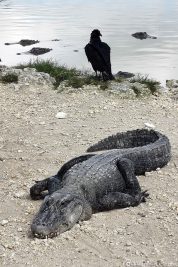 A large alligator