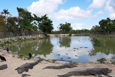 Der See mit den Alligatoren & Rabengeiern