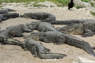 Die großen Alligatoren