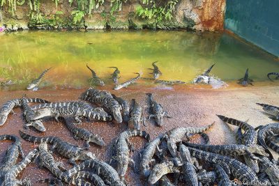 Die Becken mit den jungen Alligatoren