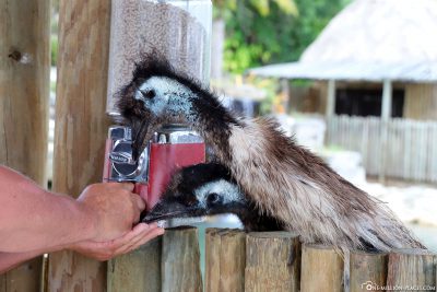 Emus at the feed dispenser