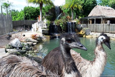 The two emus