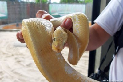 Eine gelbe Schlange