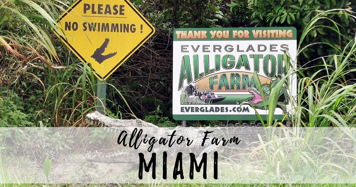 everglades alligator farm and airboat tour