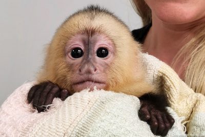 A cute baby monkey