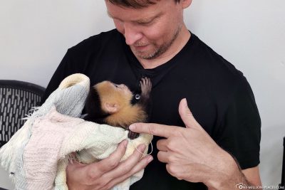 Up Close mit einem Baby-Affen
