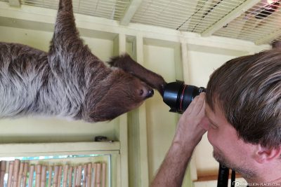 Up Close with a sloth
