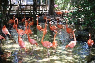 The flamingos in Jungle Island