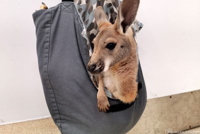Das süße Baby-Känguru