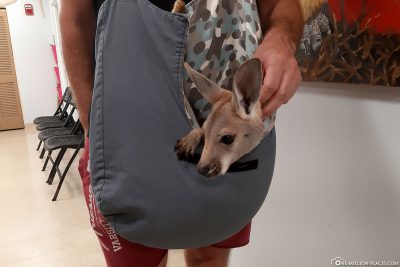 Baby kangaroo in a pouch