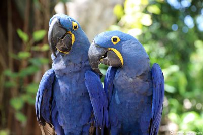 2 blaue Papageien