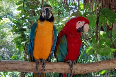 2 parrots