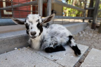 Goat in the petting zoo