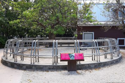 The enclosure of giant tortoises