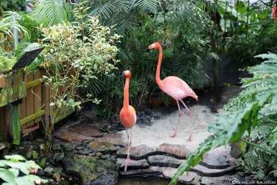 The 2 Flamingos at Butterfly Garden