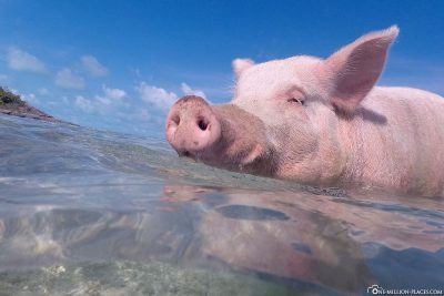 The Floating Pigs of Long Island