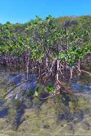 Mangroves and crystal clear water