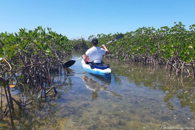 Kayakthrough the mangroves