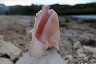 A Conch Shell