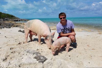 The Pigs on Dove Cay
