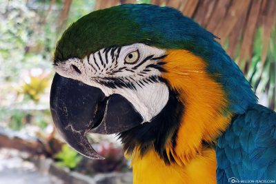 A Parrot
