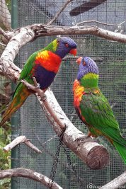 Lory Parrots