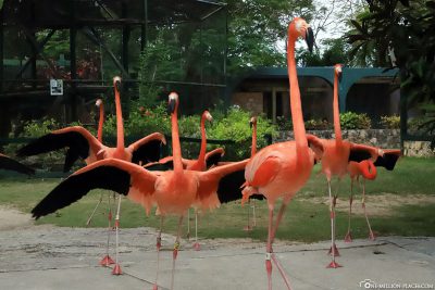 The flamingos at the Nassau Zoo