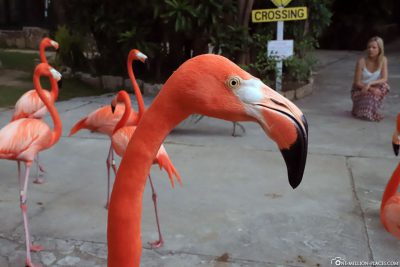 Flamingo at Nassau Zoo