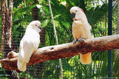 Cockatoos at Ardastra Gardens & Zoo