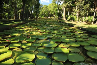 The great water lily pond